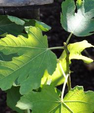 FicusBlanchedArgentueil