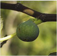 Ficus carica 'Blanche Marseillaise'