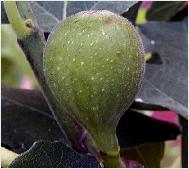 Ficus carica 'précoce de Dalmatie'