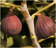 Ficus carica 'Texas Everbearing'