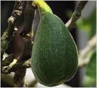 Ficus carica 'Brunswick'