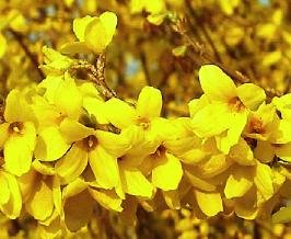 Forsythiaintweekend