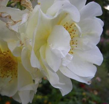 Rosa 'Windrush' David Austin