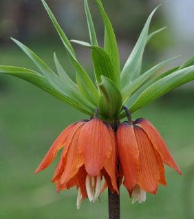 Fritillariaimperialisvn