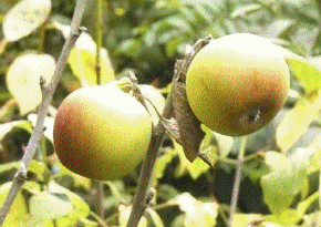 fruitboomkwekerij
