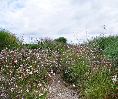 Gaura-Lindheimery-panorama-photo-CLos-du-Coudray