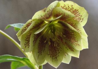 GeleHelleborusbinnentekeningMaurice2