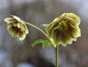 GeleHelleborusbinnentekeningMaurice2