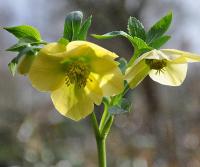 GelehelleborusMaurice1