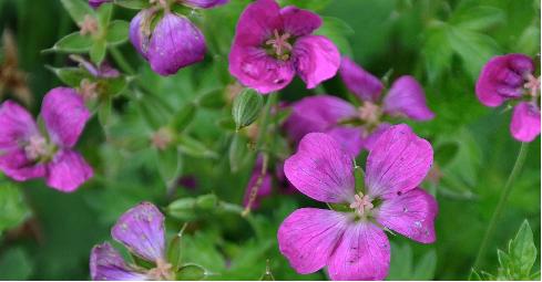 Geranium-cenerium-Memories