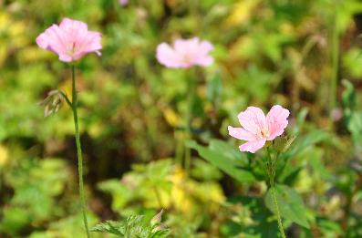 Geranium-Endress-Wargrave-Pink