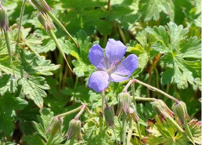 Geranium-himalayense-Baby-Blue