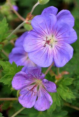 Geranium-Jolly-Bee-picture-taken-in-clos-du-coudray