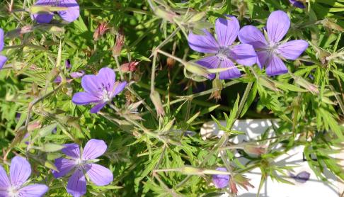 Geranium-Nimbus