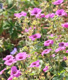 Geranium-psilostemon-Iwan-detail