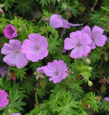 Geranium-Sanguineum-Belle-of-Herterton