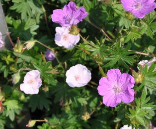 Geranium-sanguineum-Apfelblute-detail