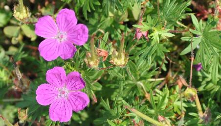 Geranium-sanguineum-Cederick-Morris-Closeup