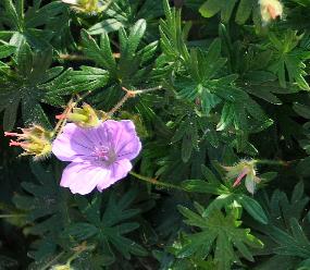 Geranium-sanguineum-Glenluce