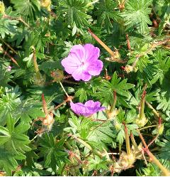 Geranium-sanguineum-Max-Frei-2