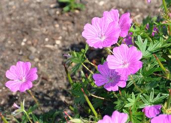 Geranium-sanguineumJ-ohn-Elsley-nicepicture