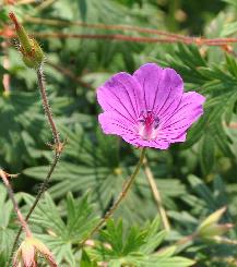 Geranium-sanguineum-Shepherds-Warning