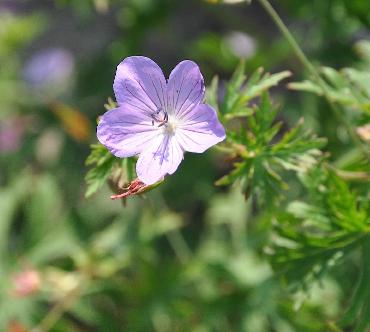 Geranium-Shikokianum