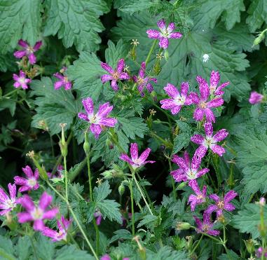 Geranium-thurnstonianum-panorama-picture