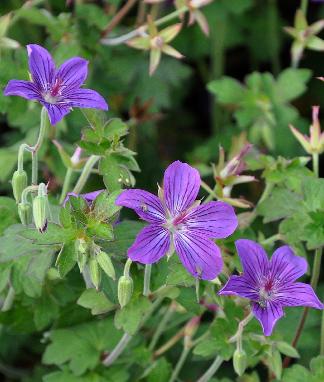 Geranium-wassovlianum-Lakwijk-Star