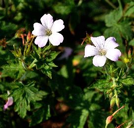 Geranium-x-oxonianum-Rebecca-Moss-vn