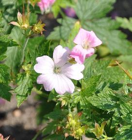 Geranium-x-oxonianum-Winston-Churchill-