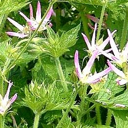 Geranium-x-oxonianum-Sherwood