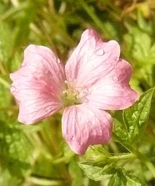 geranium-x-oxonianum-rose-clair