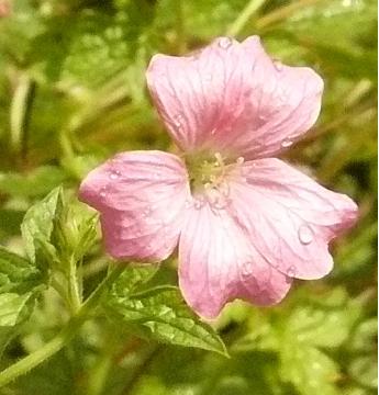 Geranium-x-oxonianum-Rose-Clair