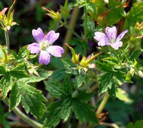 Geranium-x-oxonianum-David-Mc-Clintoch