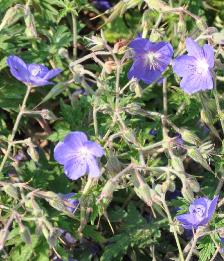 Geranium-x-oxonianum-Delabroye-detail