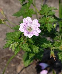 Geranium-x-oxonianum-Hollywood