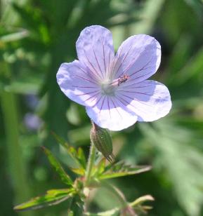 Geranium-Distant-Hills-Detail