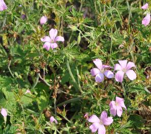 Geranium-endressii