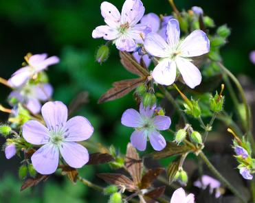 Geranium-expresso- lilac-flowers- nice-chocolate-leaves