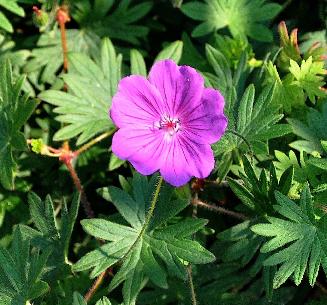 Geranium-Kahn-detail-vn