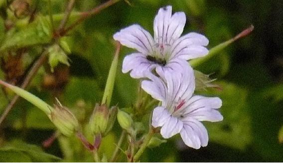 Geraniumnodosum-closeup