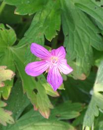 Geranium-palustris