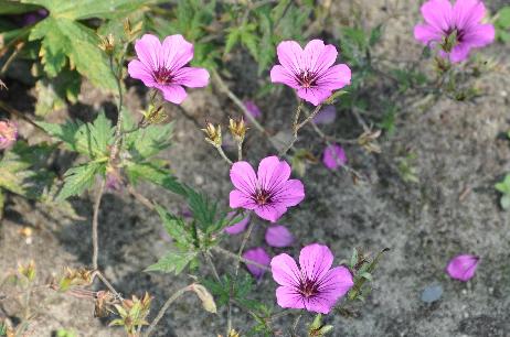 Geranium-Patricia- nice-painting - in -the -throat-of -the -flowers