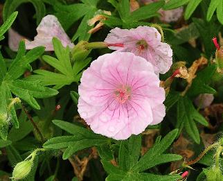 Geranium_sanguineum_'Apfelblüte'_closeup