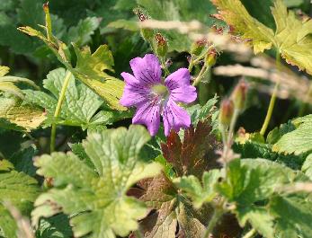 Geranium-Sirak