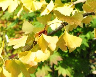 Tafeldruif 'Himrod Seedless'