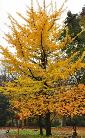 Ginkgobilobaherfstkleurvncitadelpark