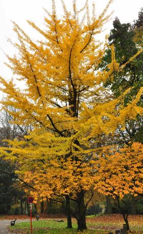 Ginkgobilobaherfstkleurvncitadelpark