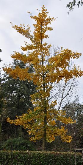 GinkgobilobaJannov20112